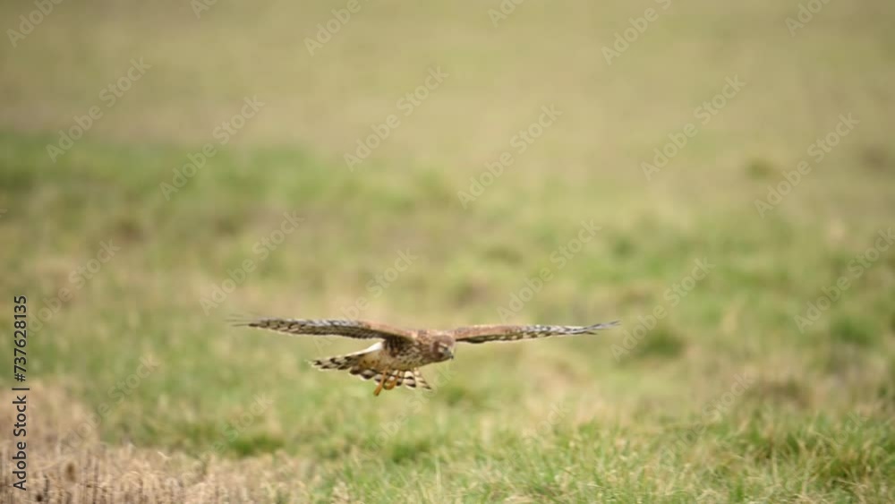 Close-up of northern harrier hawk in slow motion flight Close-up of northern harrier hawk in slow motion flight