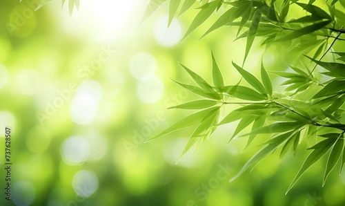 Green leaf bamboo background with sunshine