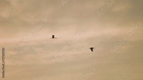Bird flock flying on sky sunset background in countryside