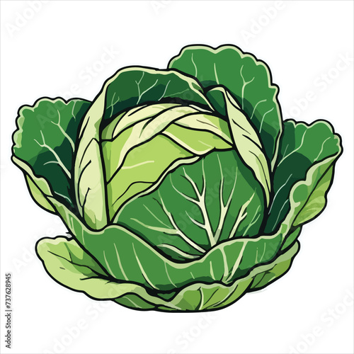 vector of fresh cabbage