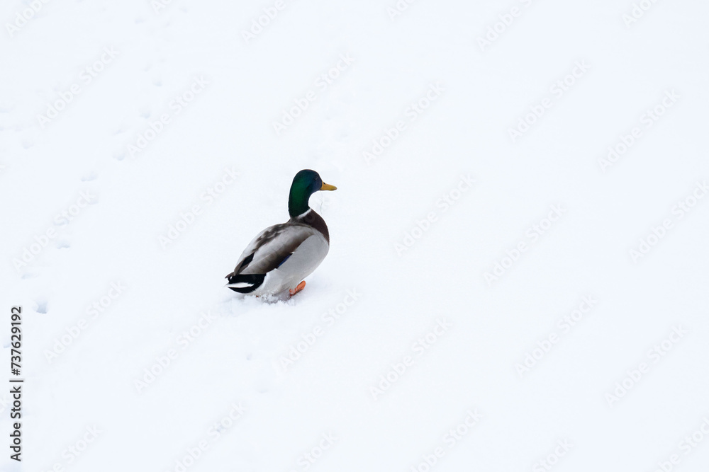Obraz premium duck on ice