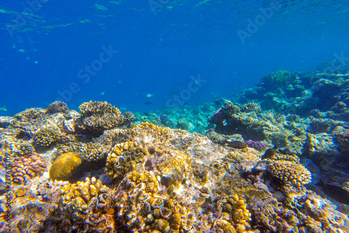 coral in the red sea for background