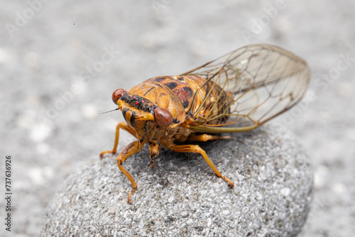 Closeup image of cicada.   © Mariya Surmacheva