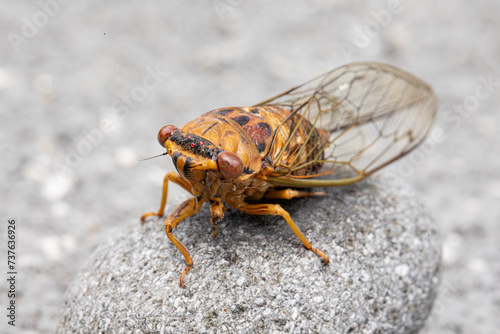 Closeup image of cicada. 
 photo