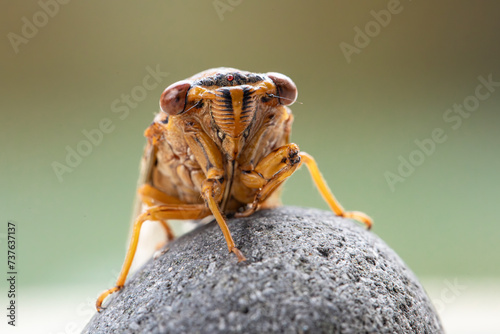 Closeup image of cicada. 
 photo