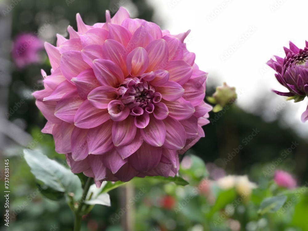 Fototapeta premium Pink Dahlia Flower 