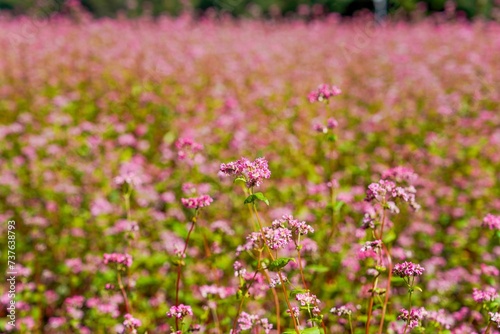 光を浴びて輝く満開の赤蕎麦の花