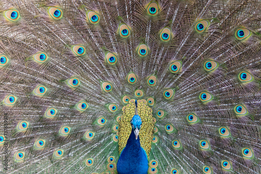 Obraz premium Peacock5