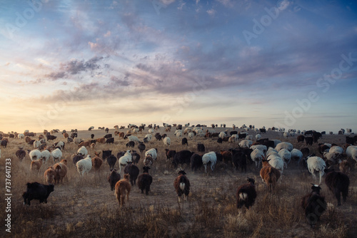 Sheep on the grassland during magic hour in Mongolia