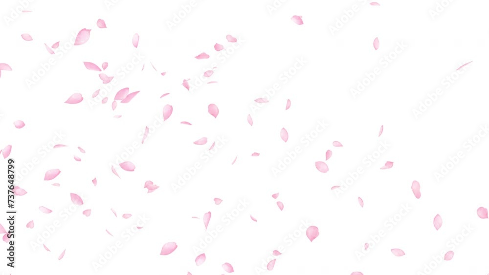水彩風 桜吹雪 左から右へ 背景白 水彩風 桜吹雪 左から右へ 背景白
