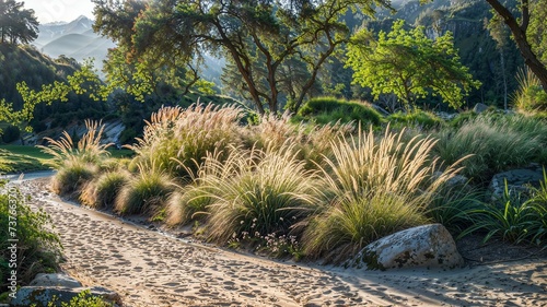 Sunlit Pathway Through Ornamental Grass Garden

