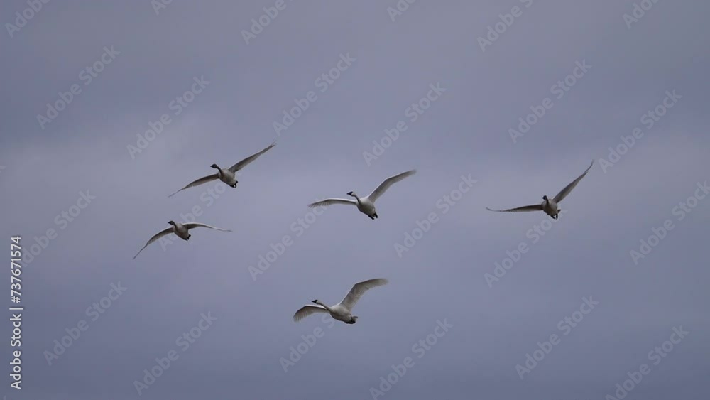 Flock of swans flying through the sky together on cloudy day in Idaho. Flock of swans flying through the sky together on cloudy day in Idaho.