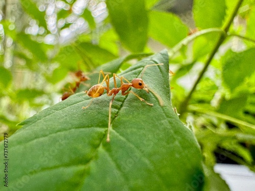 Red ant on leaf in nature macro close-up with green background © Wayu