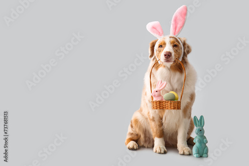 Cute Australian Shepherd dog in bunny ears with Easter eggs and toy rabbits on light background © Pixel-Shot