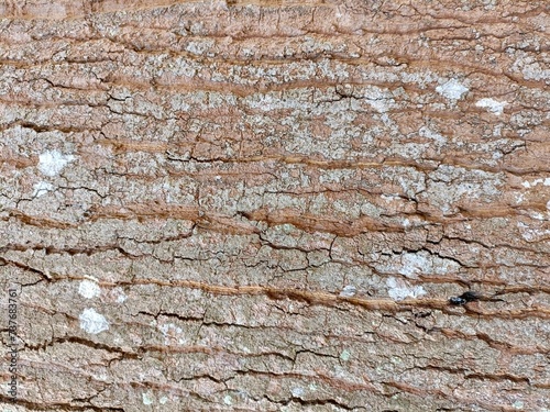 old wood texture