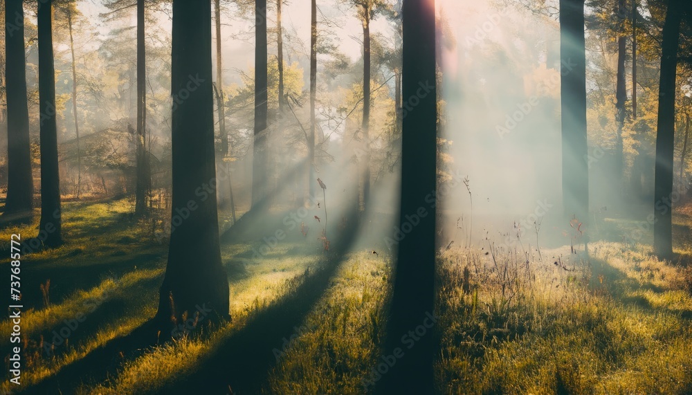 Morning mist in a sunny forest