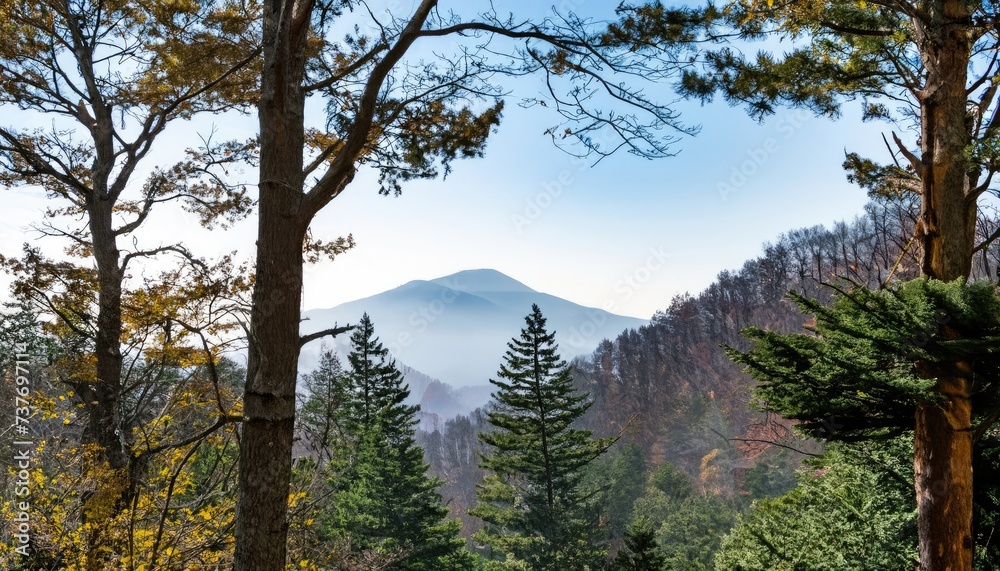 A view over the tops of trees to the Smoky Mountain