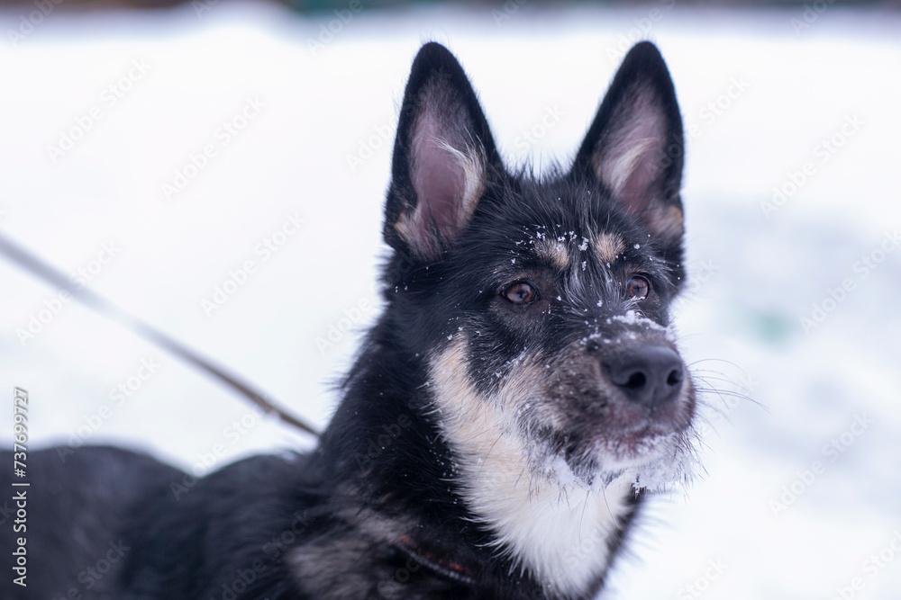  cute shepherd dog puppy close up portrait on leash on white snow forest background
