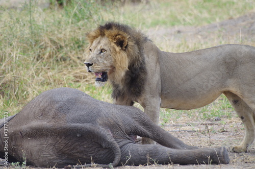 Male Lion Feeding on Dead Elephant Calf at the End of the Dry Season in October, Tanzania, Africa	