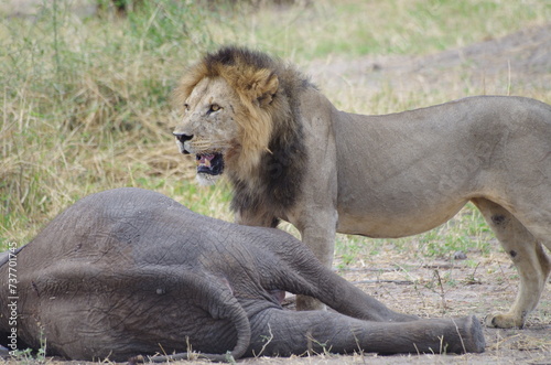 Male Lion Feeding on Dead Elephant Calf, Tanzania