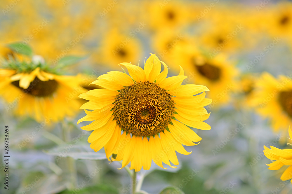 Beautiful field Fresh Sunflower blooming in the morning sun shine golden light and blurry with nature background in the garden, Thailand. Beautiful field Fresh Sunflower blooming in the morning sun shine golden light and blurry with nature background in the garden, Thailand.