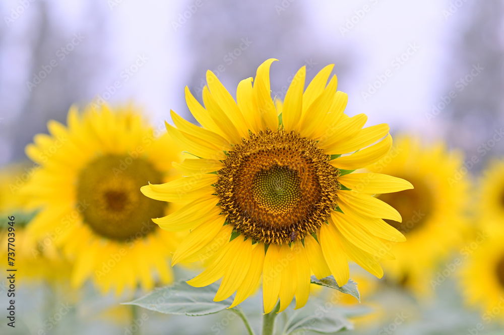 Fototapeta premium Beautiful field Fresh Sunflower blooming in the morning sun shine golden light and blurry with nature background in the garden, Thailand.