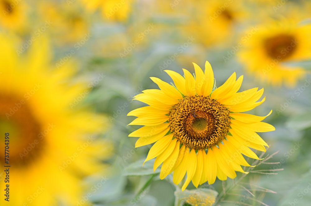 Beautiful field Fresh Sunflower blooming in the morning sun shine golden light and blurry with nature background in the garden, Thailand. Beautiful field Fresh Sunflower blooming in the morning sun shine golden light and blurry with nature background in the garden, Thailand.