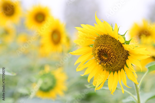 Beautiful field Fresh Sunflower blooming in the morning sun shine golden light and blurry with nature background in the garden, Thailand.