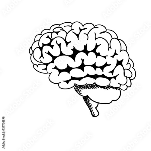 Fototapeta Naklejka Na Ścianę i Meble -  Brain, Brain Anatomy, Brain Illustration, Brain network, Neural Brain, Brain System, Creative brain, logical brain, Left brain, Right brain, Brain Svg, Brain Png, Brains Svg Png, Brain Cut File, 