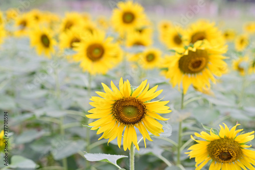 Fototapeta Naklejka Na Ścianę i Meble -  Beautiful field Fresh Sunflower blooming in the morning sun shine golden light and blurry with nature background in the garden, Thailand.