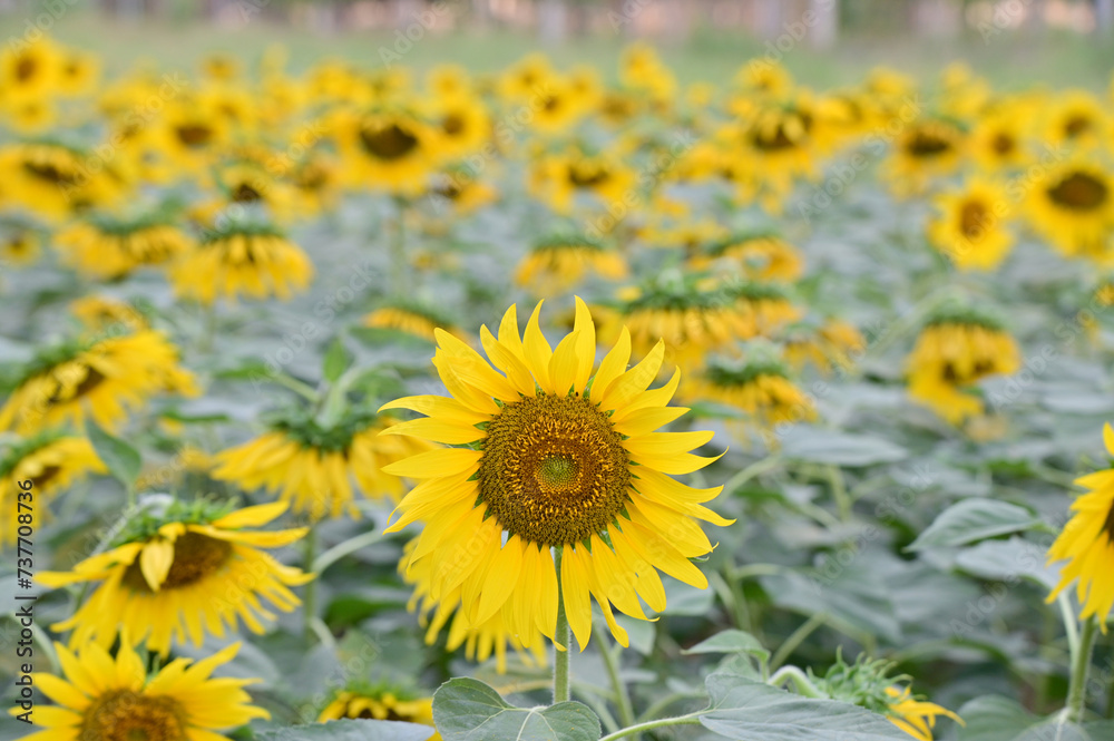 Fototapeta premium Beautiful field Fresh Sunflower blooming in the morning sun shine golden light and blurry with nature background in the garden, Thailand.