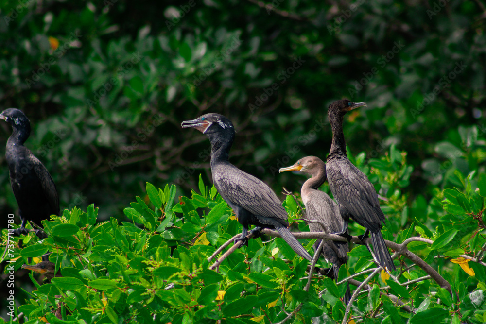 Naklejka premium Aves de manglares, Cormoran neotropical