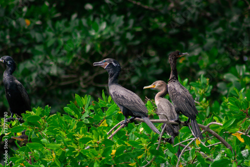 Aves de manglares, Cormoran neotropical photo