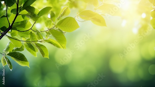 Green leaves with sunlight and blurred background, nature background.