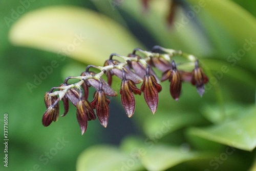 Closeup of the tiny dark flowers of Stelis Immersa orchids © K.A