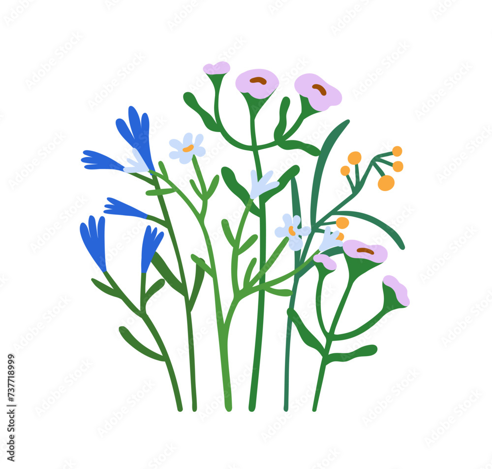 Flowers, field plants. Spring floral herbs, blooming wildflowers. Blossomed summer stems. Gentle delicate fragile meadow flora composition. Flat vector illustration isolated on white background