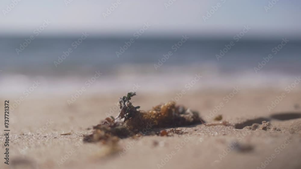 Seaweeds At The Sunny Shoreline Of Bunbury Beach In Western Australia. Selective Focus Shot Seaweeds At The Sunny Shoreline Of Bunbury Beach In Western Australia. Selective Focus Shot
