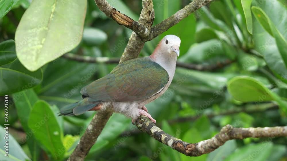 Wild green imperial pigeon, ducula aenea perching on tree branch, raising its tail to show desire to mate, fly away at the end, close up shot wildlife bird species in its natural habitat. Wild green imperial pigeon, ducula aenea perching on tree branch, raising its tail to show desire to mate, fly away at the end, close up shot wildlife bird species in its natural habitat.
