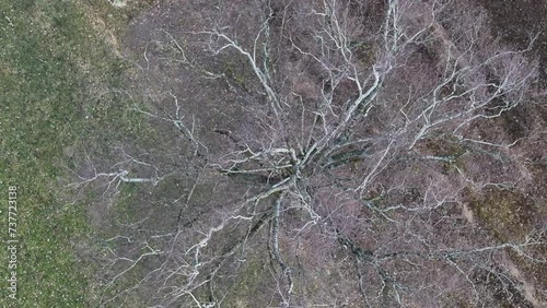 Aerial top down view of a bare tree in Wessen, Switzerland photo