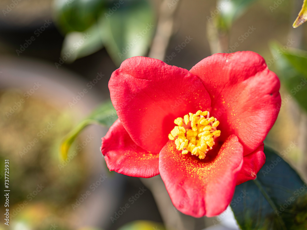 Obraz premium 真っ赤な椿が咲きました