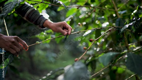 Unripe coffee fruit on the coffee tree.