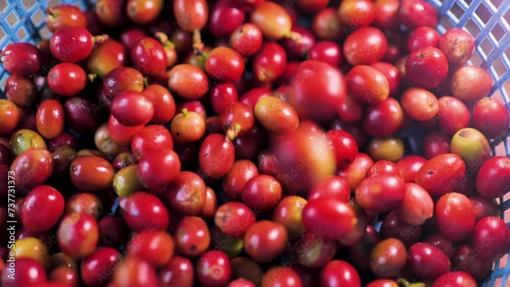 Wash coffee beans after harvesting.Slow motion shot. Wash coffee beans after harvesting.Slow motion shot.
