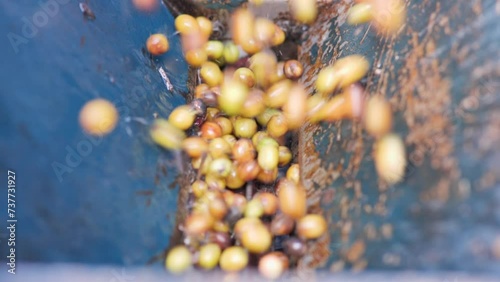 Wash coffee beans after harvesting.Slow motion shot.