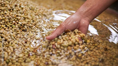 Wash coffee green bean after peeled coffee.