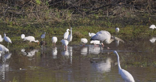 Wood stork and egrets wading and foraging in shallow wetland photo