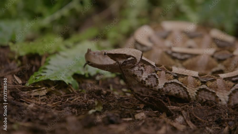 Close up gaboon viper on forest background Close up gaboon viper on forest background