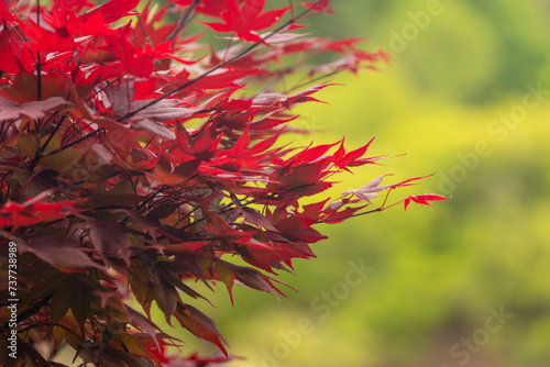 Vibrant red Japanese maple leaves © Trung Nguyen
