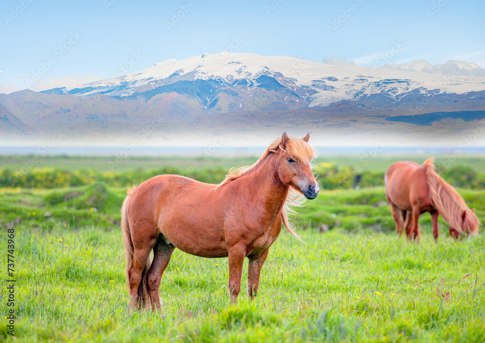 The Icelandic red horse is a breed of horse developed - The Katla volcano and Mýrdalsjökull  glacier - Katla, Iceland 