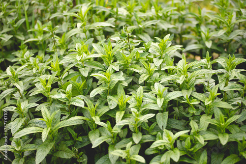 Green Mint Plant Grow Background.