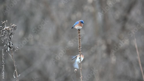 Eastern Bluebirds perched on Praire Grass photo